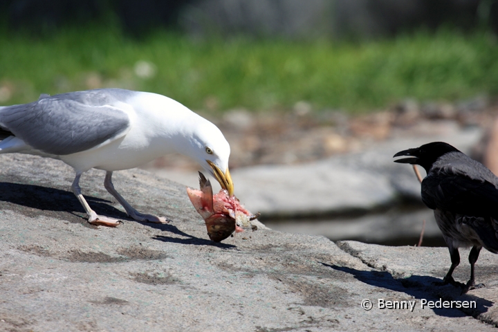 soelvmaege IMG_5026.jpg - Sølvmåge (Larus argentatus)